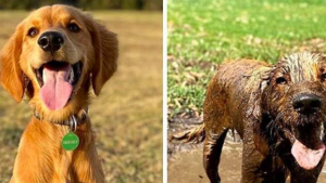Illustration : 9 photos hilarantes de chiens qui prennent un malin plaisir à se rouler dans la boue pendant la promenade 