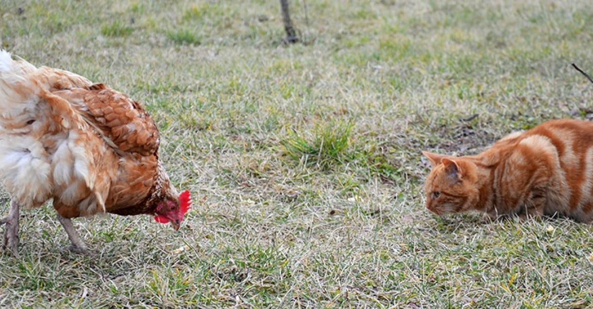 Proteger Son Poulailler Des Predateurs Comment Eviter Les Dangers