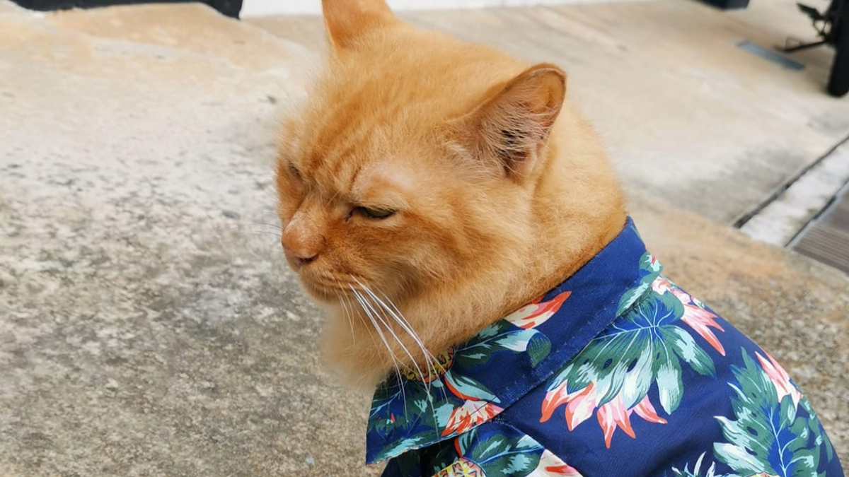 Illustration : "Un chat, vêtu d'une chemise hawaïenne, repéré dans la rue. La communauté Facebook se mobilise pour retrouver son propriétaire !"