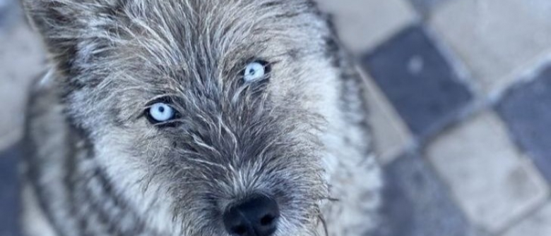 Illustration : "6 photos qui racontent la magie d'une rencontre spontanée avec un animal de compagnie"