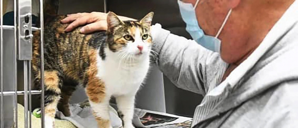 Illustration : "Un chat, présumé décédé en 2018 dans une coulée de boue, fait sa réapparition 3 ans plus tard"