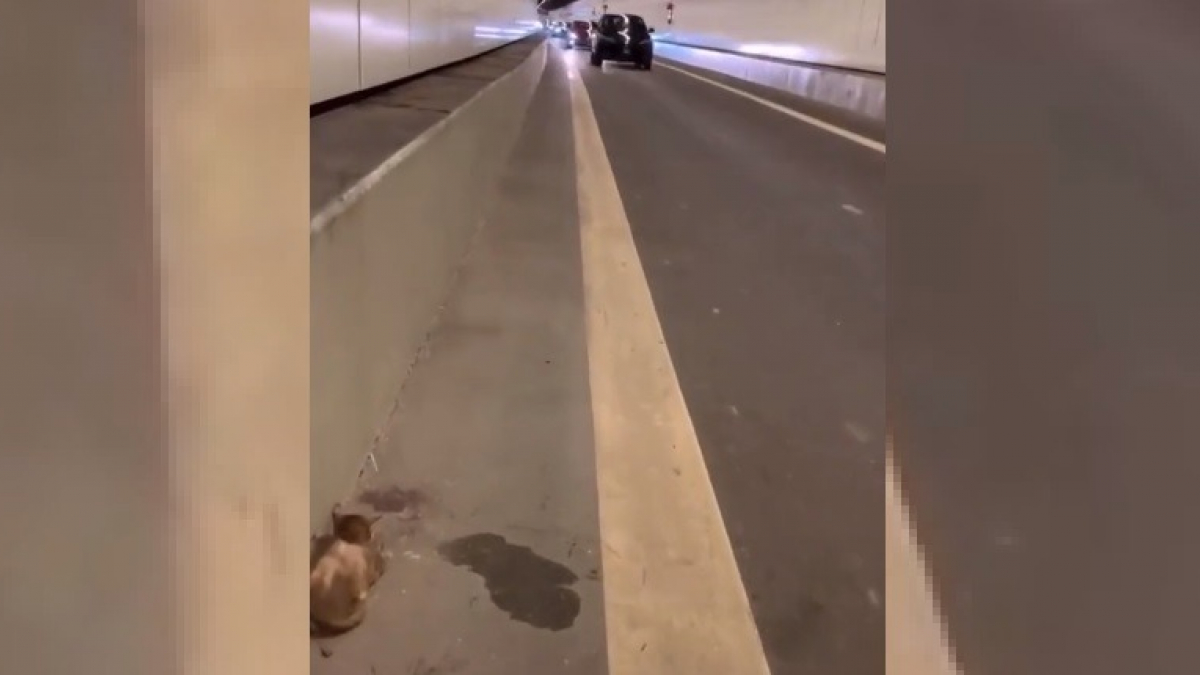 Illustration : "Un homme aperçoit un chat coincé dans un tunnel autoroutier et s'arrête en plein trafic pour s'en occuper"