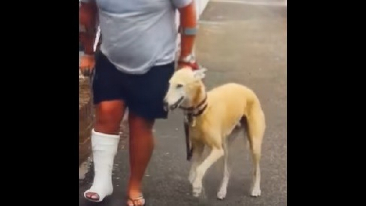 Illustration : "Un homme avec la jambe dans le plâtre dépense 250 € de frais vétérinaires pour son chien boiteux et découvre qu'il l'imite !"