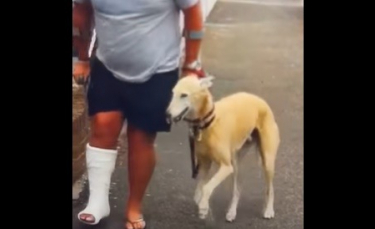 Illustration : "Un homme avec la jambe dans le plâtre dépense 250 € de frais vétérinaires pour son chien boiteux et découvre qu'il l'imite !"