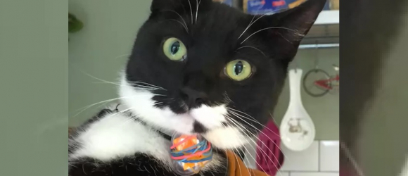 Illustration : "Un chat rend visite aux voisins et repart avec un message attaché au collier. Grâce à lui, ils démarrent une correspondance avec ses propriétaires"