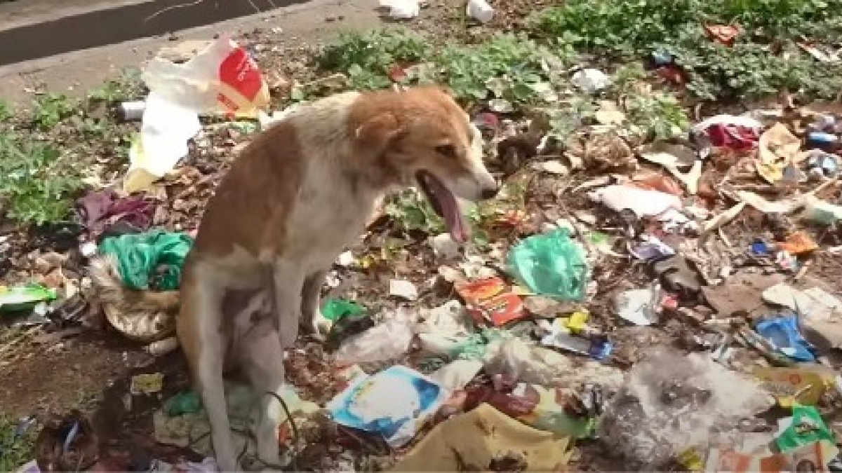 Illustration : "Le sauvetage d'un chien paralysé retrouvé au milieu des ordures avec les pattes attachées"