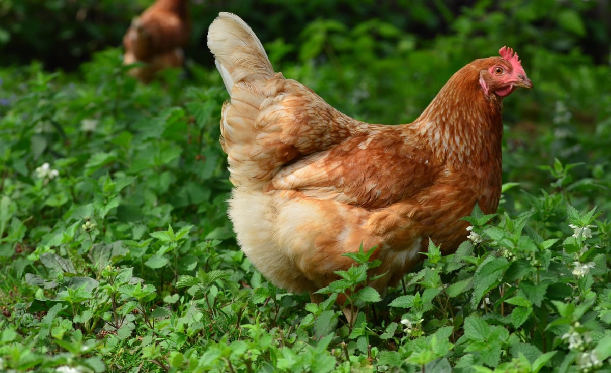 Illustration : "Les bienfaits de l'ortie pour les poules"