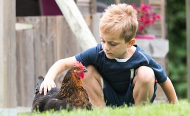Illustration : "Les poules et les enfants "