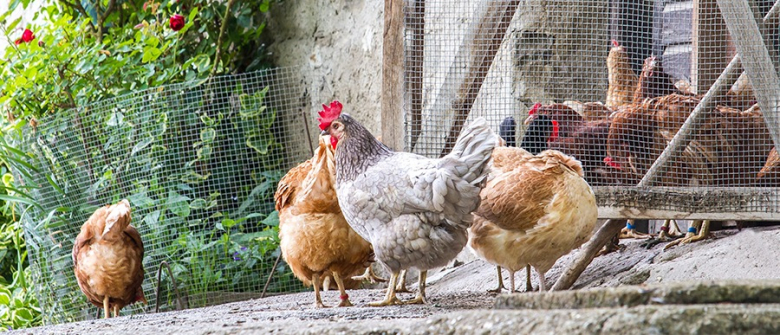 Illustration : "Acheter des poules "