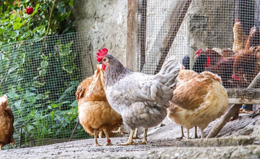 Illustration : "Acheter des poules "