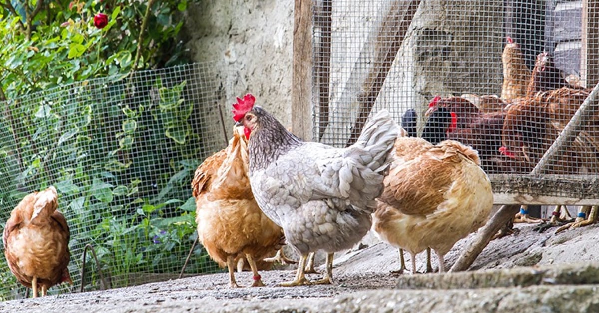 Acheter des poules où, à quel prix et sur quels critères Acheter des poules où, à quel prix et sur quels critères