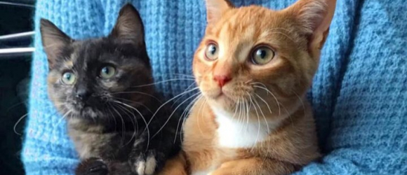 Illustration : "Un chaton amaigri et orphelin retrouve goût à la vie en se liant d'amitié avec un autre chat sauvé"
