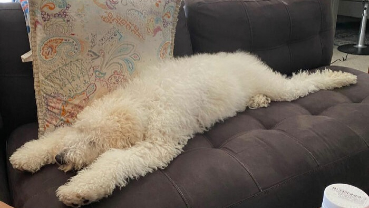 Illustration : "15 positions de sieste les plus drôles offertes par des chiens"