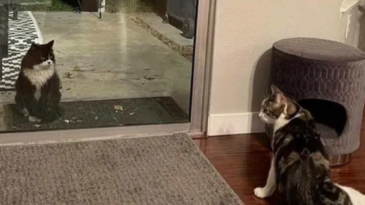 Illustration : "Un chaton errant en quête de nourriture fait irruption dans une maison et voit sa vie changer à jamais !"