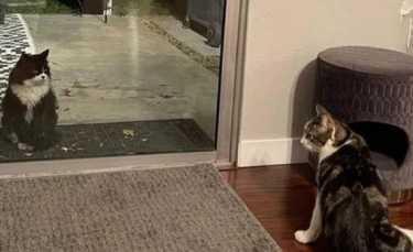 Illustration : "Un chaton errant en quête de nourriture fait irruption dans une maison et voit sa vie changer à jamais !"