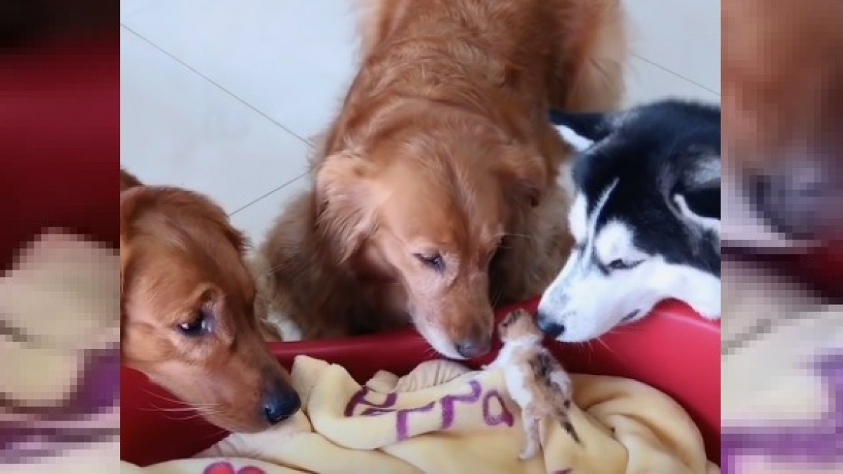 Illustration : "La vidéo émouvante de 3 grands chiens qui prennent soin et câlinent des chatons nouveau-nés "