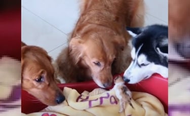 Illustration : "La vidéo émouvante de 3 grands chiens qui prennent soin et câlinent des chatons nouveau-nés "