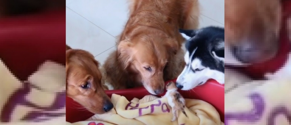 Illustration : "La vidéo émouvante de 3 grands chiens qui prennent soin et câlinent des chatons nouveau-nés "
