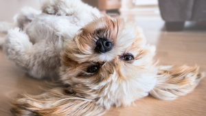 Illustration : 10 astuces pour garder votre maison propre en présence d'animaux de compagnie