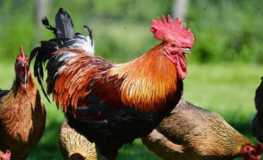 Illustration : "Intégrer un coq dans un poulailler "