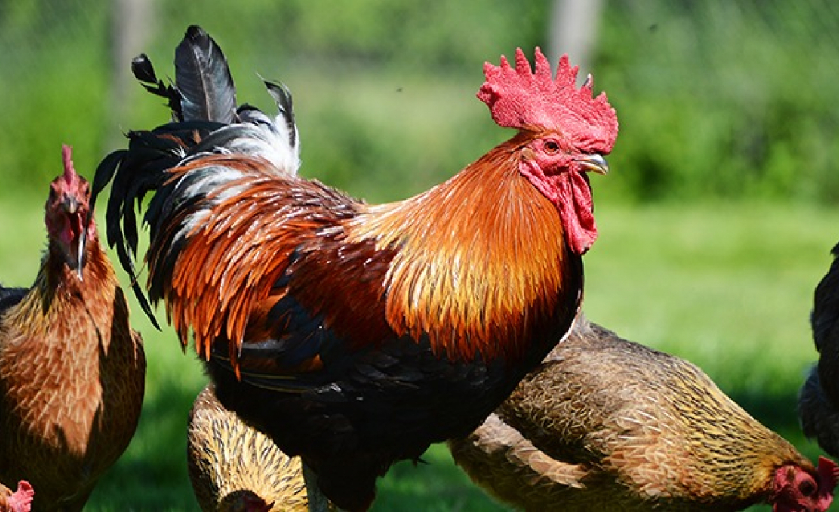 Illustration : "Intégrer un coq dans un poulailler "