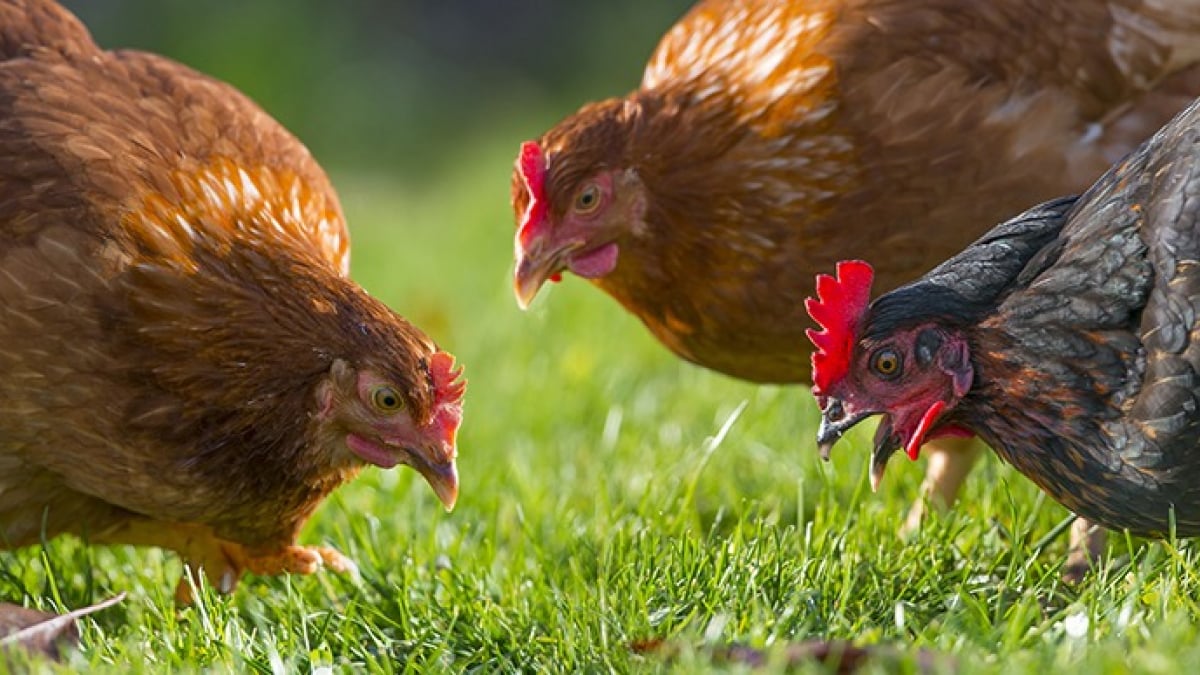 Illustration : "Pour quelles raisons avoir des poules à la maison ?"