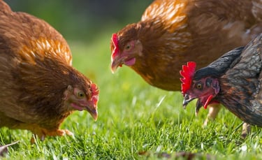 Illustration : "Pour quelles raisons avoir des poules à la maison ?"