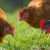 Illustration : Pour quelles raisons avoir des poules à la maison ?