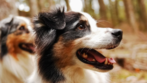 Illustration : "Le Berger Australien : chien préféré des Français pour la 3e fois consécutive. Découvrez le podium complet !"