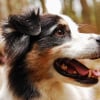 Illustration : Le Berger Australien : chien pr&eacute;f&eacute;r&eacute; des Fran&ccedil;ais pour la 3e fois cons&eacute;cutive. D&eacute;couvrez le podium complet !