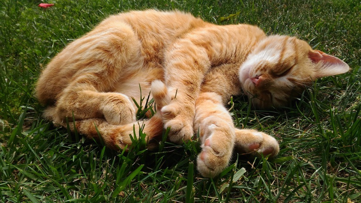 Illustration : "Les chats se frotteraient contre les herbes-aux-chats pour une autre raison que leur effet euphorisant"