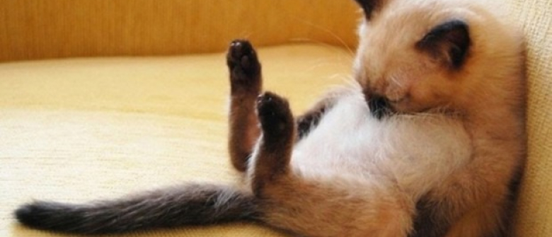 Illustration : "20 chats faisant la sieste qui vous feront sourire"