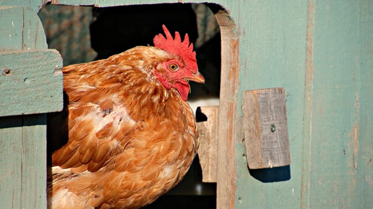 Illustration : "L'espérance de vie d'une poule"