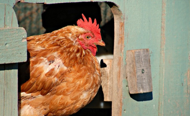 Illustration : "L'espérance de vie d'une poule"