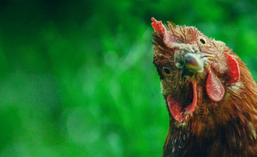 Illustration : "L'œuf ou la poule : qui est arrivé en premier ?"