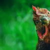Illustration : L'œuf ou la poule : qui est arrivé en premier ?