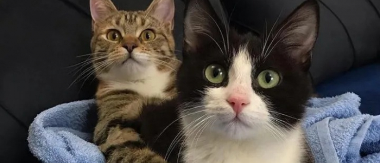 Illustration : "Un chaton paralysé et esseulé se lie d'amitié avec un chat à 3 pattes dès son arrivée au refuge "