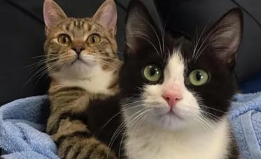 Illustration : "Un chaton paralysé et esseulé se lie d'amitié avec un chat à 3 pattes dès son arrivée au refuge "