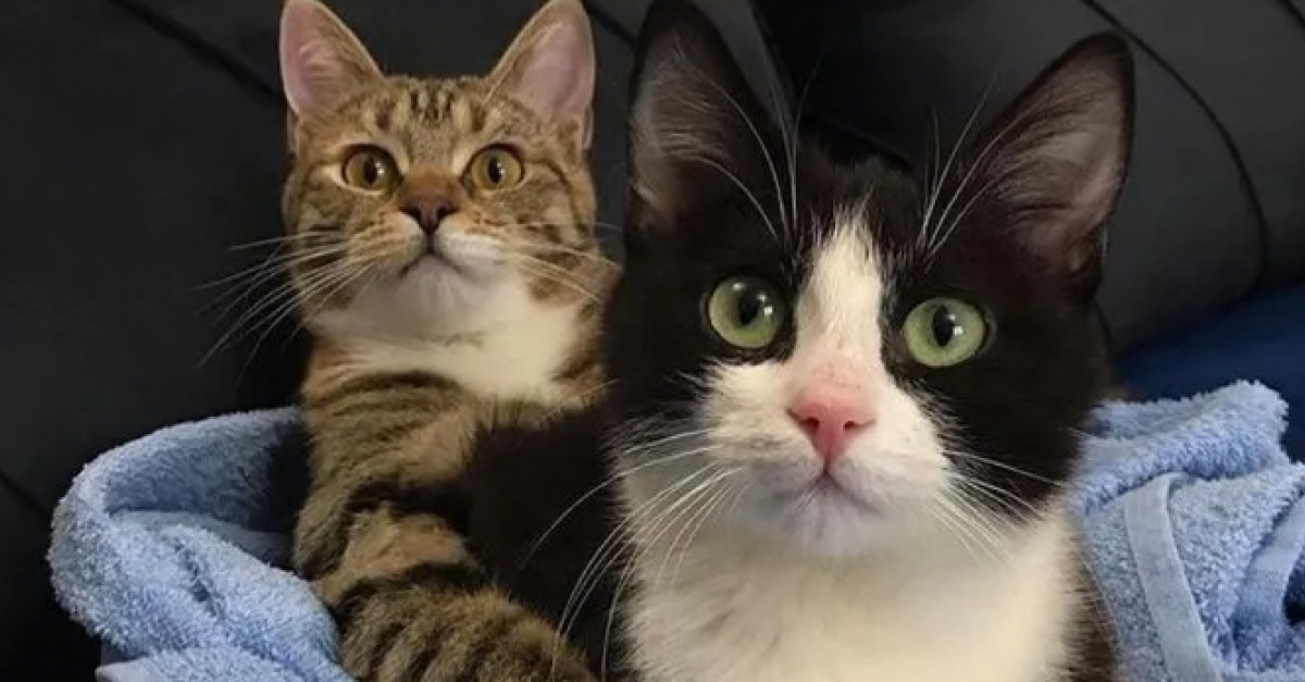 Un Chaton Paralyse Et Esseule Se Lie D Amitie Avec Un Chat A 3 Pattes Des Son Arrivee Au Refuge Un Chaton Paralyse Et Esseule Se Lie D Amitie Avec Un Chat A 3 Pattes Des Son Arrivee Au Refuge