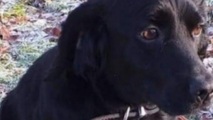 Illustration : Un chien volé dans le chenil de la maison retrouvé 3 semaines plus tard après avoir été utilisé pour la reproduction