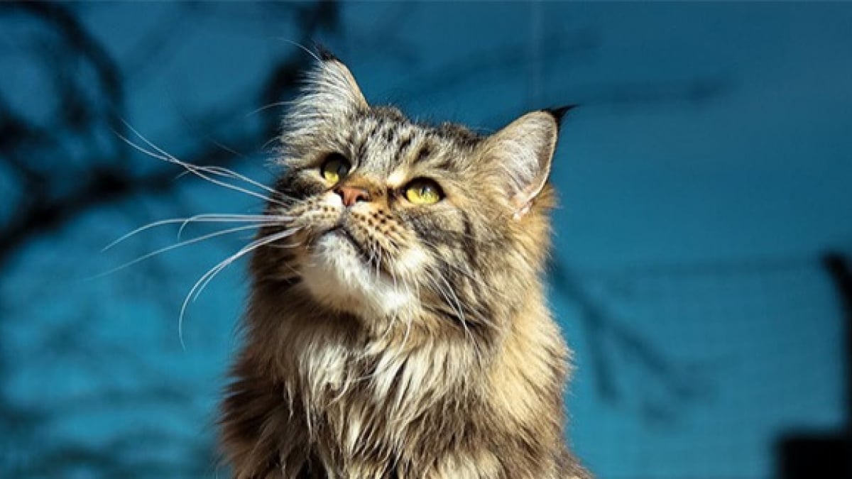 Illustration : "20 photos de Maine Coon qui prouvent que ce sont les plus grosses boules de poils félines"