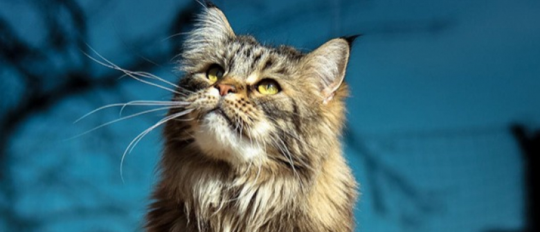 Illustration : "20 photos de Maine Coon qui prouvent que ce sont les plus grosses boules de poils félines"
