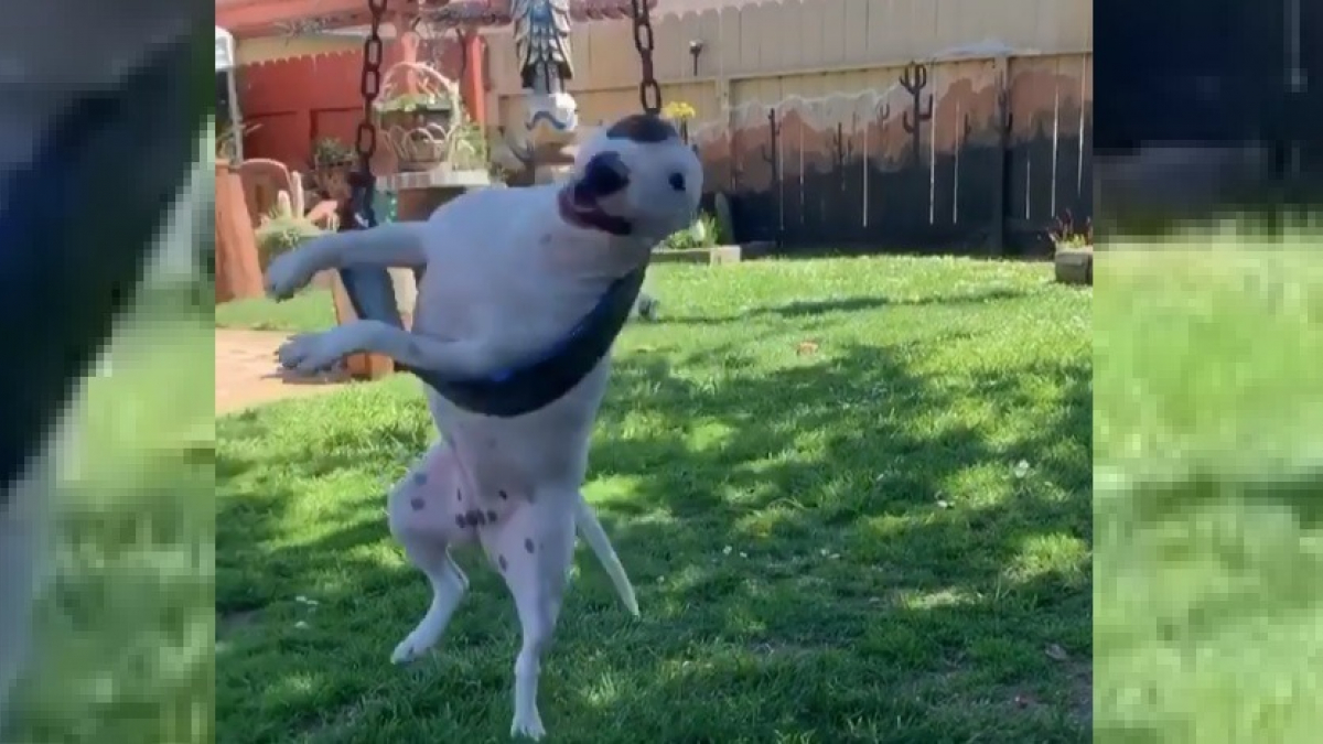 Illustration : "Un chien hilarant surpris en train de jouer avec une balançoire (vidéo)"