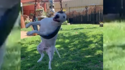 Illustration : Un chien hilarant surpris en train de jouer avec une balançoire (vidéo)