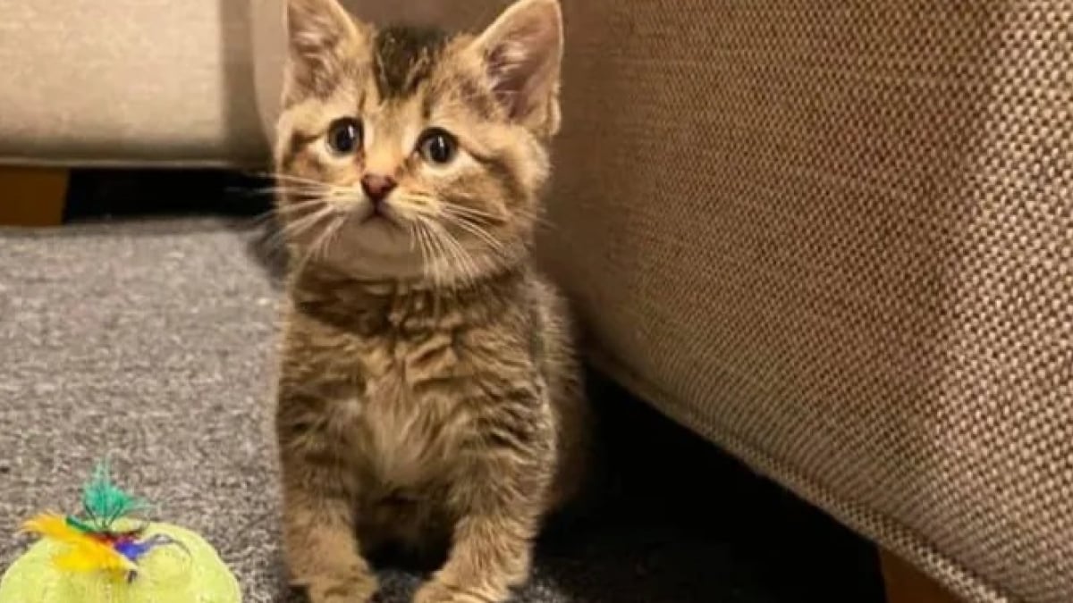 Illustration : "Un chaton aux pattes courbées retrouvé dans une ferme avec son frère se bat pour vivre normalement"