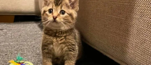 Illustration : "Un chaton aux pattes courbées retrouvé dans une ferme avec son frère se bat pour vivre normalement"