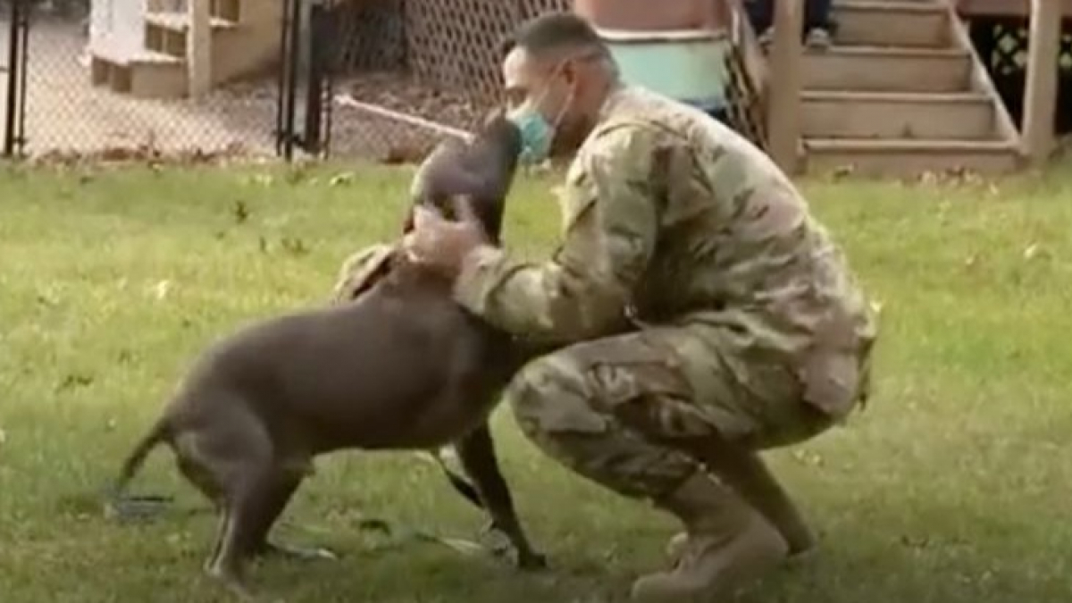 Illustration : "La réaction déchirante d'un chien qui retrouve son maître militaire de retour à la maison (vidéo)"