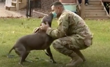 Illustration : "La réaction déchirante d'un chien qui retrouve son maître militaire de retour à la maison (vidéo)"