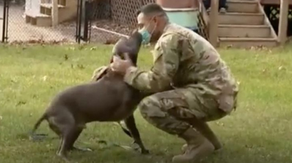 Illustration : La réaction déchirante d'un chien qui retrouve son maître militaire de retour à la maison (vidéo)