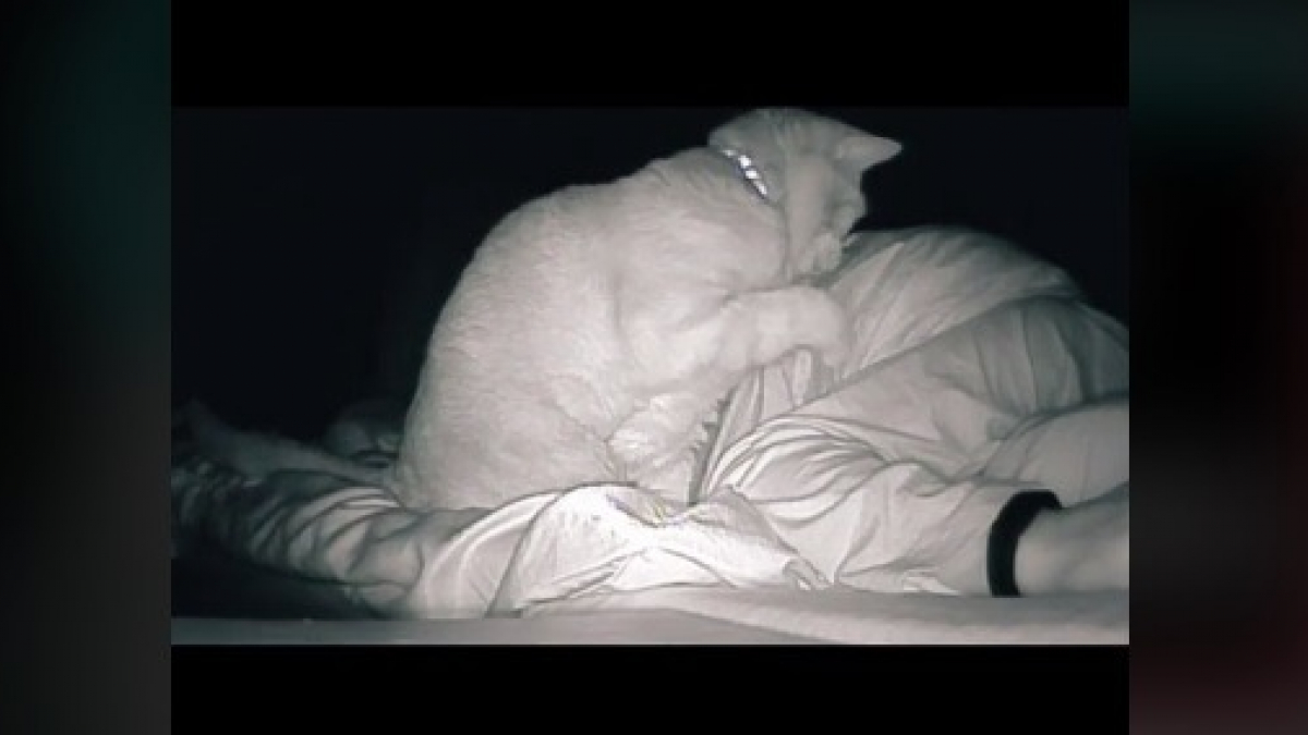 Illustration : "Une femme constamment fatiguée place une caméra dans sa chambre et découvre que son chat la tape 4 heures par nuit"